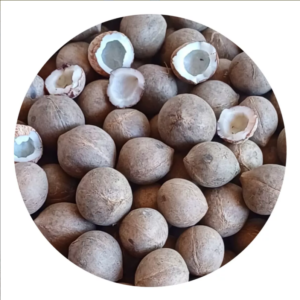 Coco de Palma Chilena